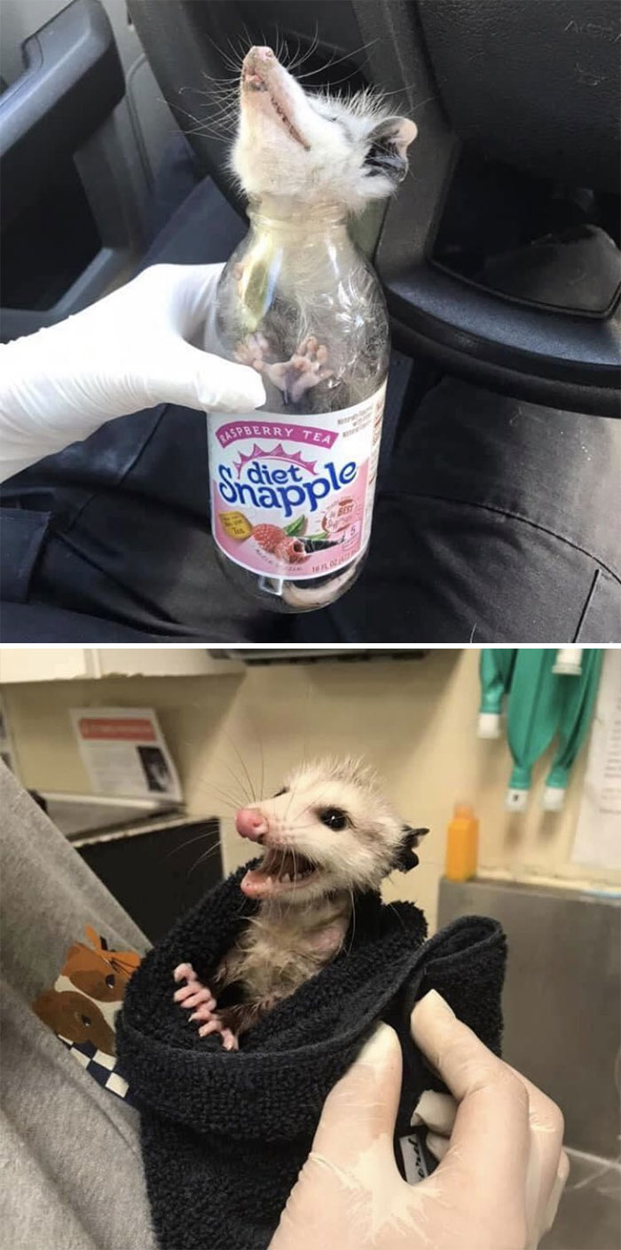 Possum Freed And Rehabbed