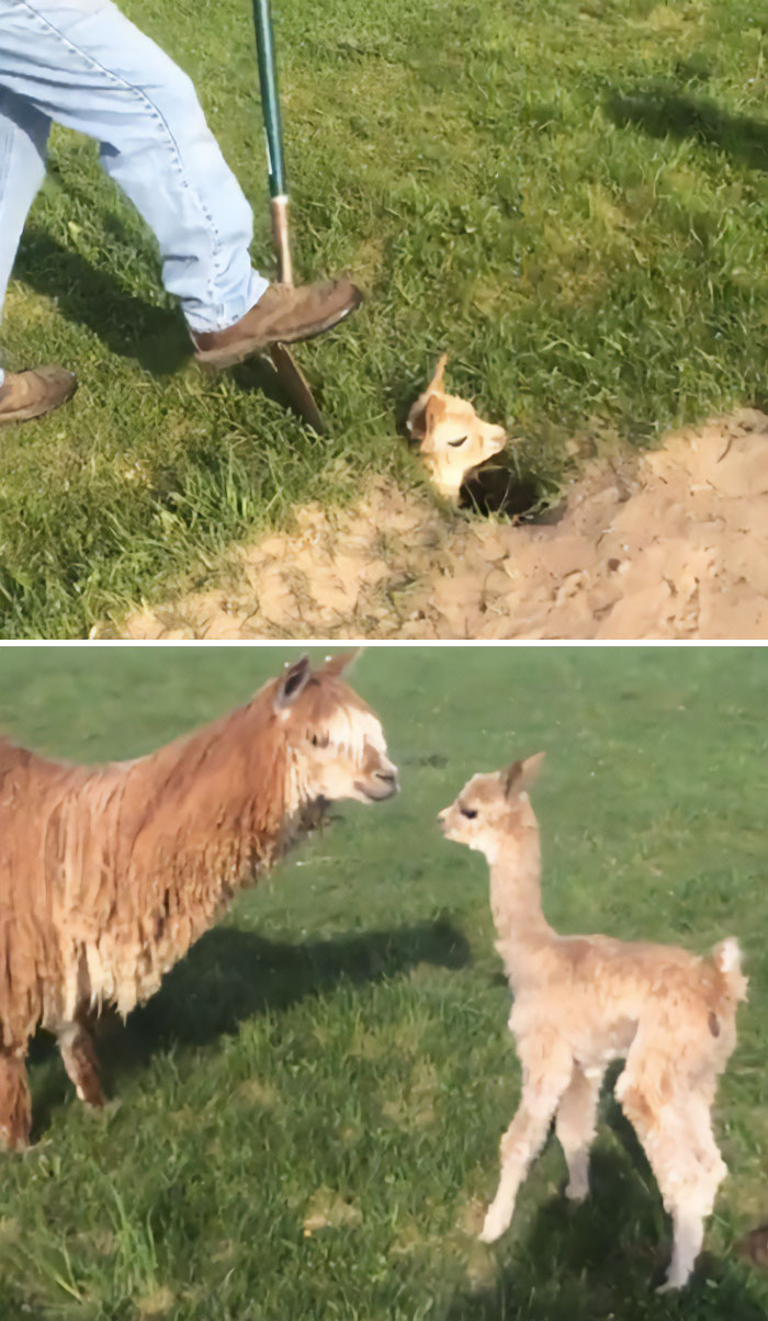 Stuck In A Silly Place, Rescued Safely