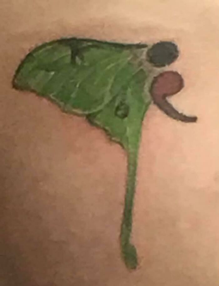 A Moth Wing Found In Another Group