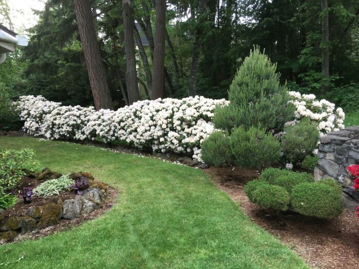 50-Ft. Rhodie Hedge, Side Yard