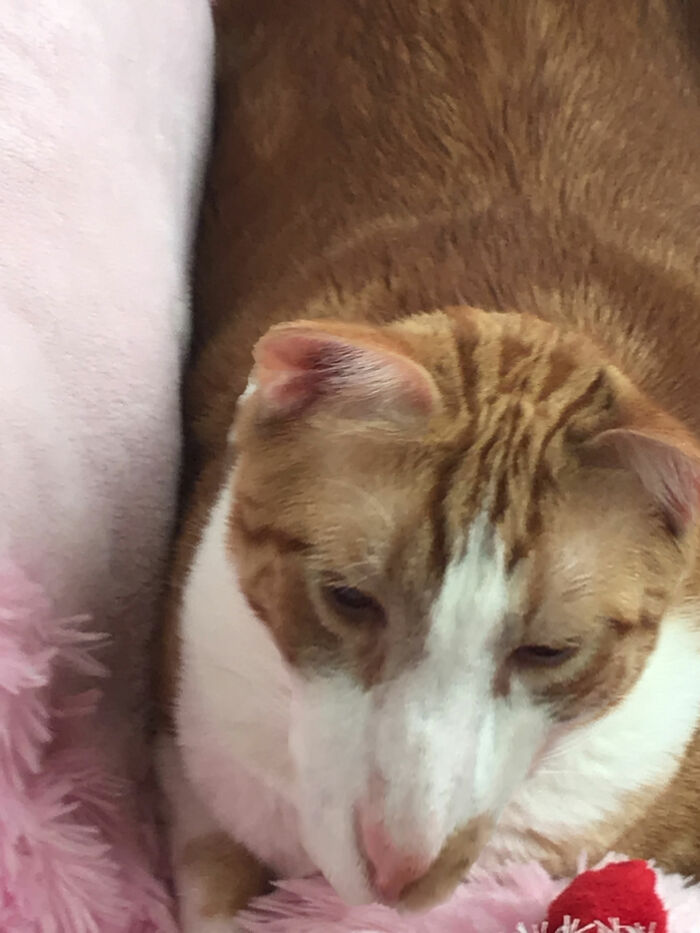 Congratulations, You Now Have A Dog