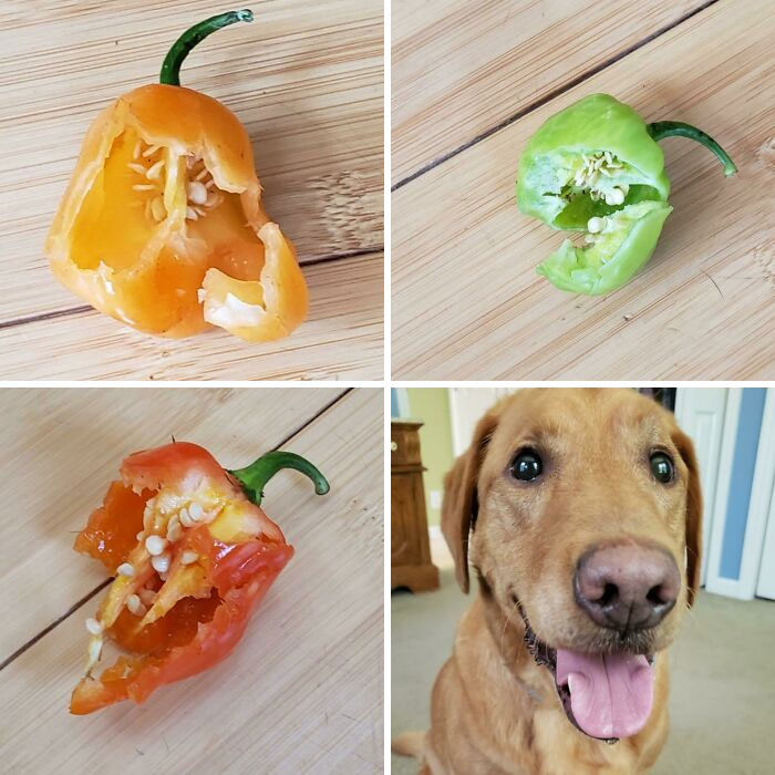 Dog acting bizarre with chewed colorful peppers on wooden surface and happy dog looking at camera indoors.