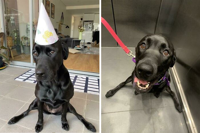 Black dog acting bizarre sitting with legs spread, wearing a party hat in living room and smiling on leash in elevator.