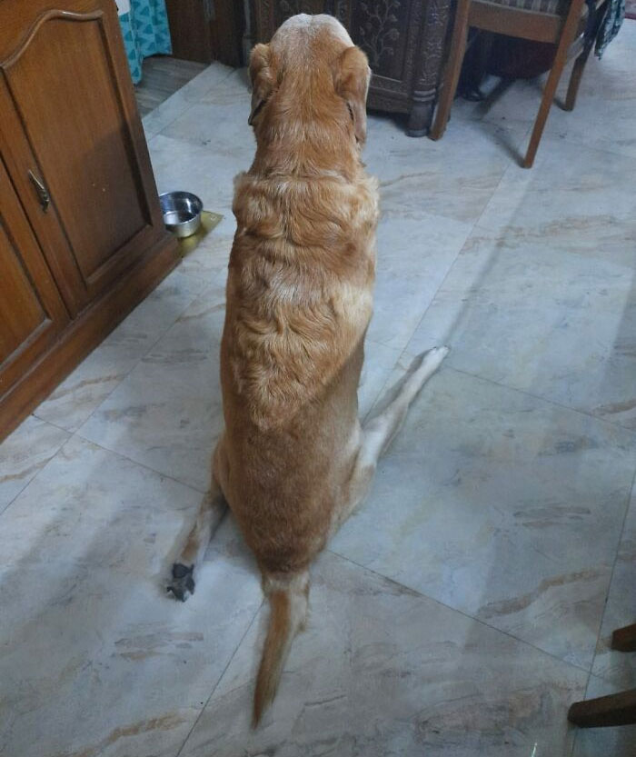 Golden retriever sitting with legs splayed out on tiled floor, showing a bizarre dog behavior indoors near furniture.