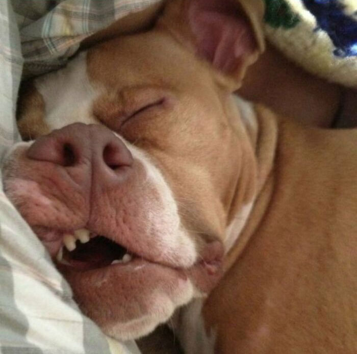 Close-up of a dog acting bizarre, sleeping with mouth slightly open and showing teeth under a blanket.