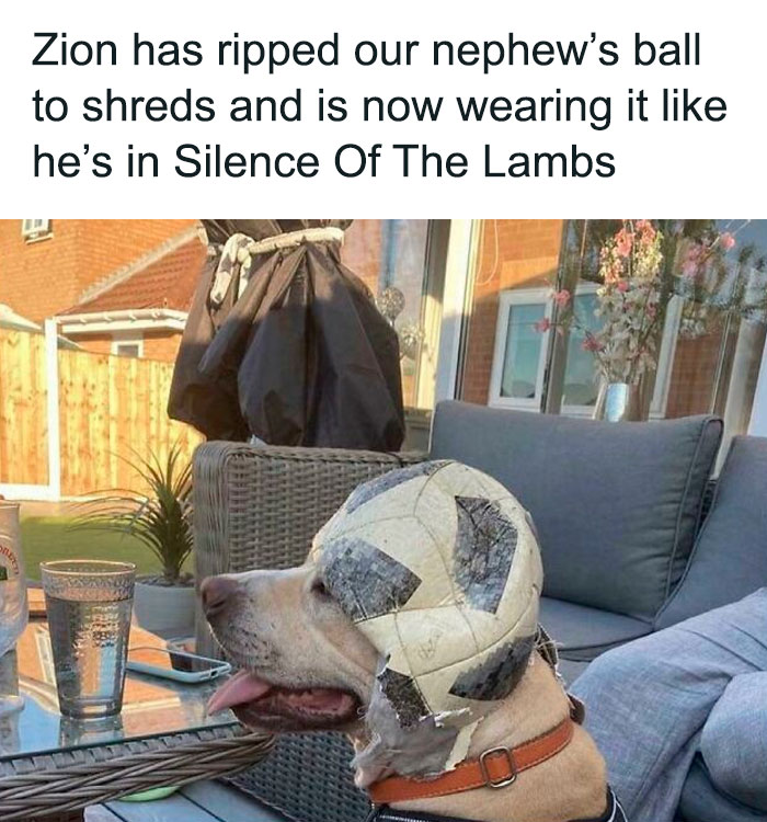 Dog acting bizarre with ripped soccer ball worn on its head sitting outdoors on patio furniture.