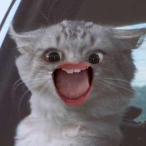 ellascalcione_1 avatar