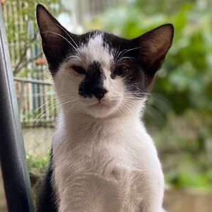 lamijaalhasan avatar