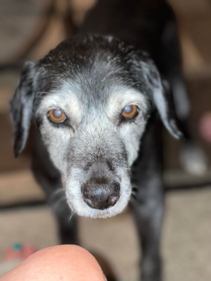 Post Pictures Of Your Beautiful Senior Dogs