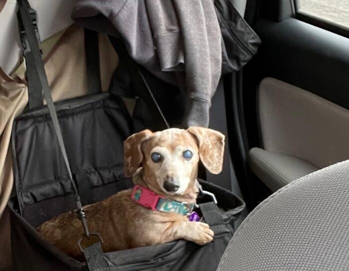 This Is Peaches (@treatsforpeaches On Instagram). She’s 15 1/2.