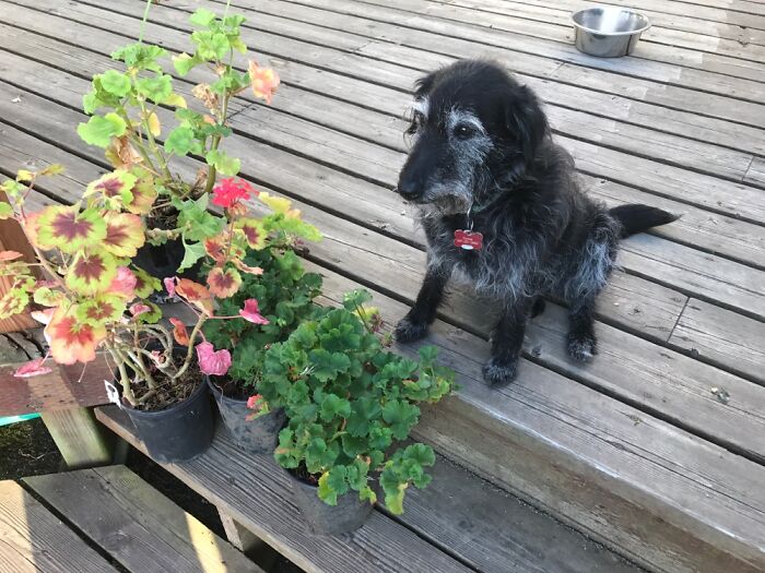 Goose Is 18 Years Old. Born In Uganda, Africa, Has Lived On A Farm In Oregon For Over A Decade.