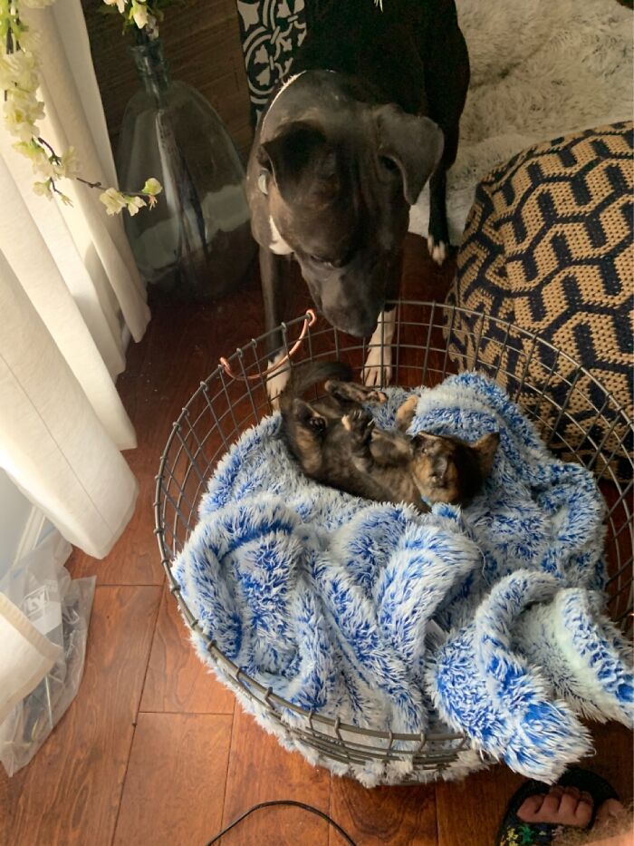 Nella And Olive Becoming Best Friends After We Adopted Olive (The Kitten)