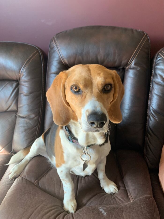 Our 11 Year Old Beagle Princess!!