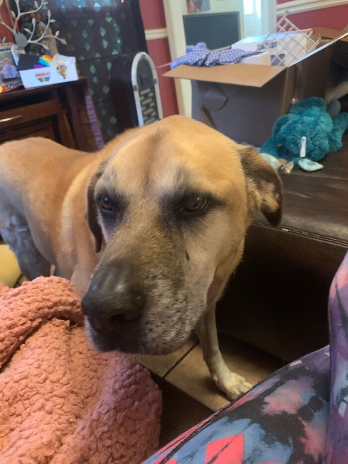 Amos! We Found Him On The Fourth Of July In 2016, Had Him For 5 Years. Hes Gone Now :(