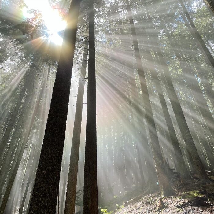 Hiking On Tiger Mountain, Washington