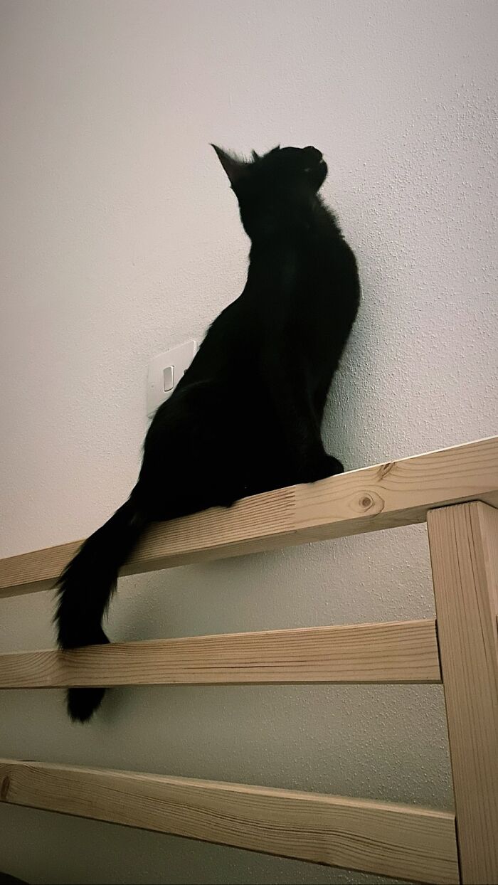 I Was Waiting For Him To Start Howling