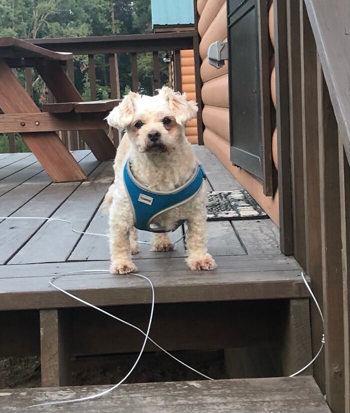 Arlo. He Is Somewhere Around 14-15. My Bestest Buddy!!!