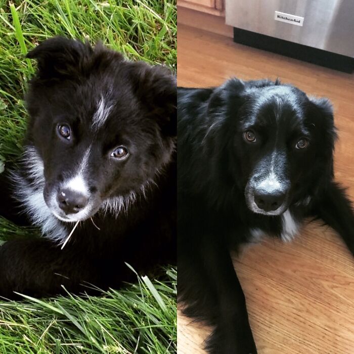 Our Cowboy, Age 8. Border Collie Mix. He Is A Large Dog So Is Aging Faster Than A Smaller Dog.