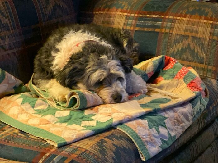 Skye, Our Rescue - Age 8, We Think. Abandoned And Then Rescued. Our Eternal Puppy.