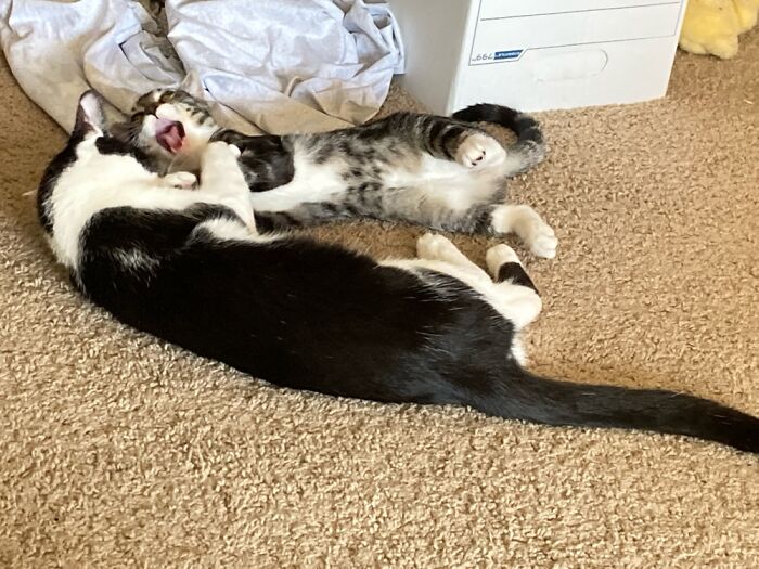 My Two Cats Goofing Off In My Living Room. Completely Different Personalities!