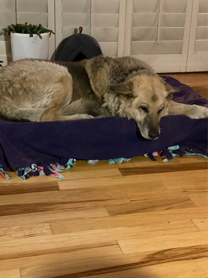 My Old Boy Thunder…he Was Around 12 Or 13 When He Crossed The Rainbow Bridge This March