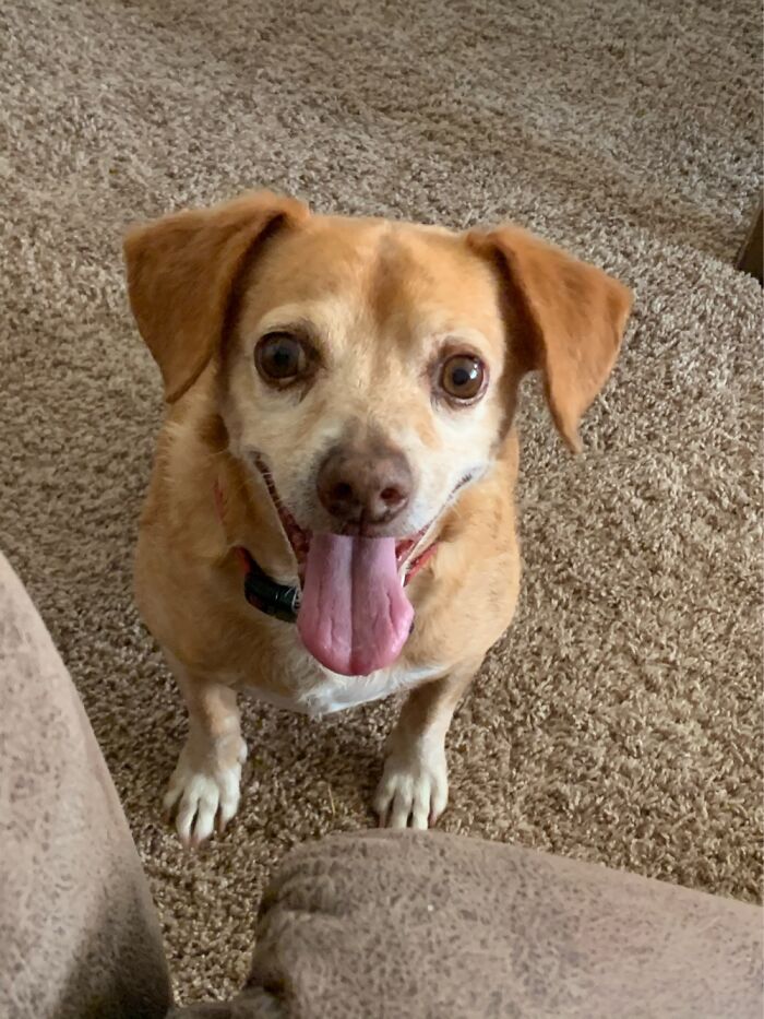 My 15 Year Old Rescue Boy Dillard!