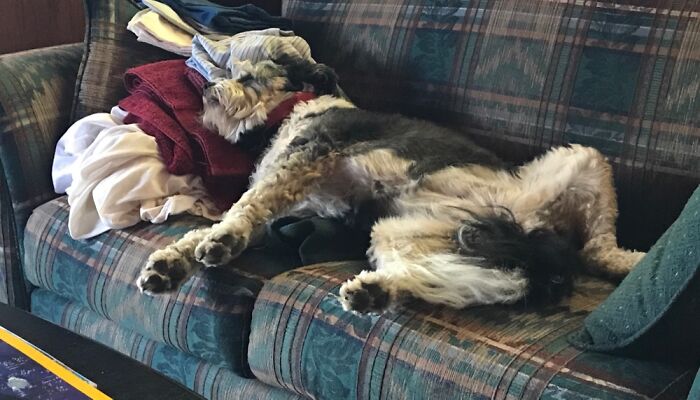 Our Rescue Skye. Strangest Sleeping Position From Our Derpy Dog.