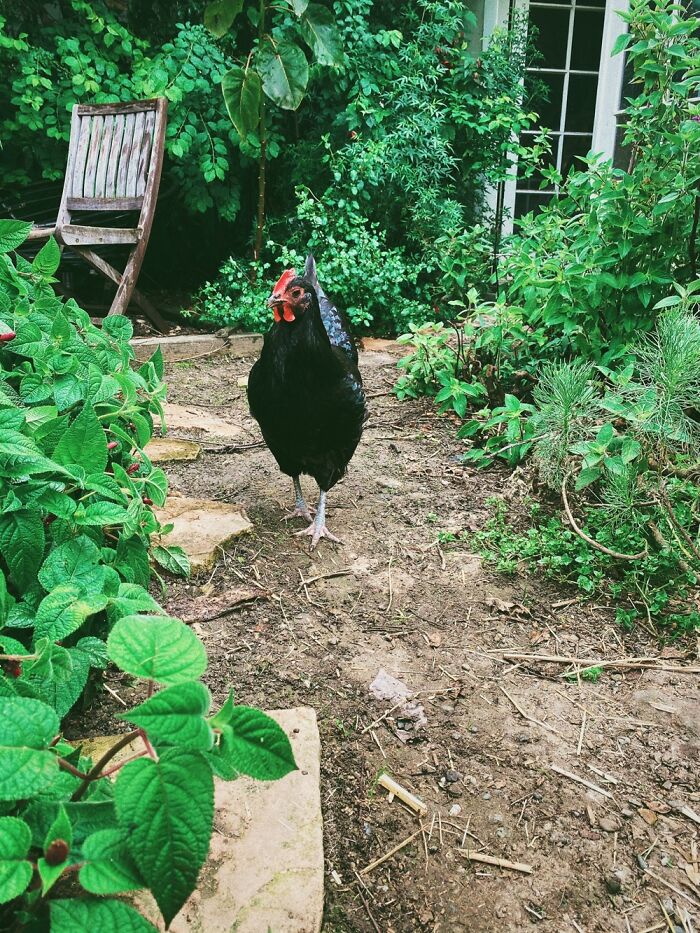 Mother Clucker Enjoying Our Garden