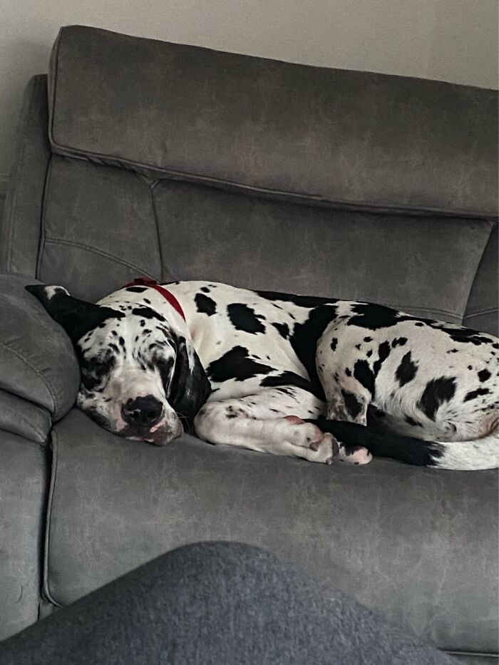 8 Months Old And So Tired ❤️