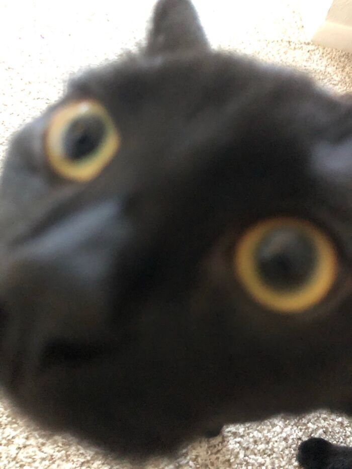 Let Me Introduce You To My Neighbor Oreo