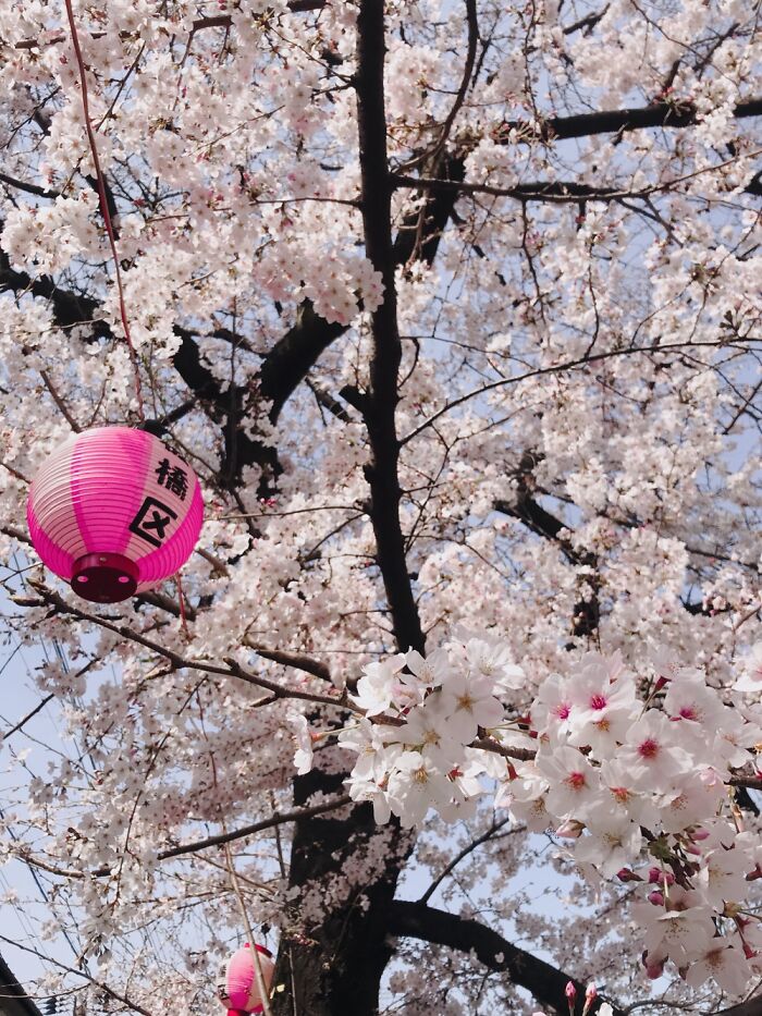 Japan On My Way To Work