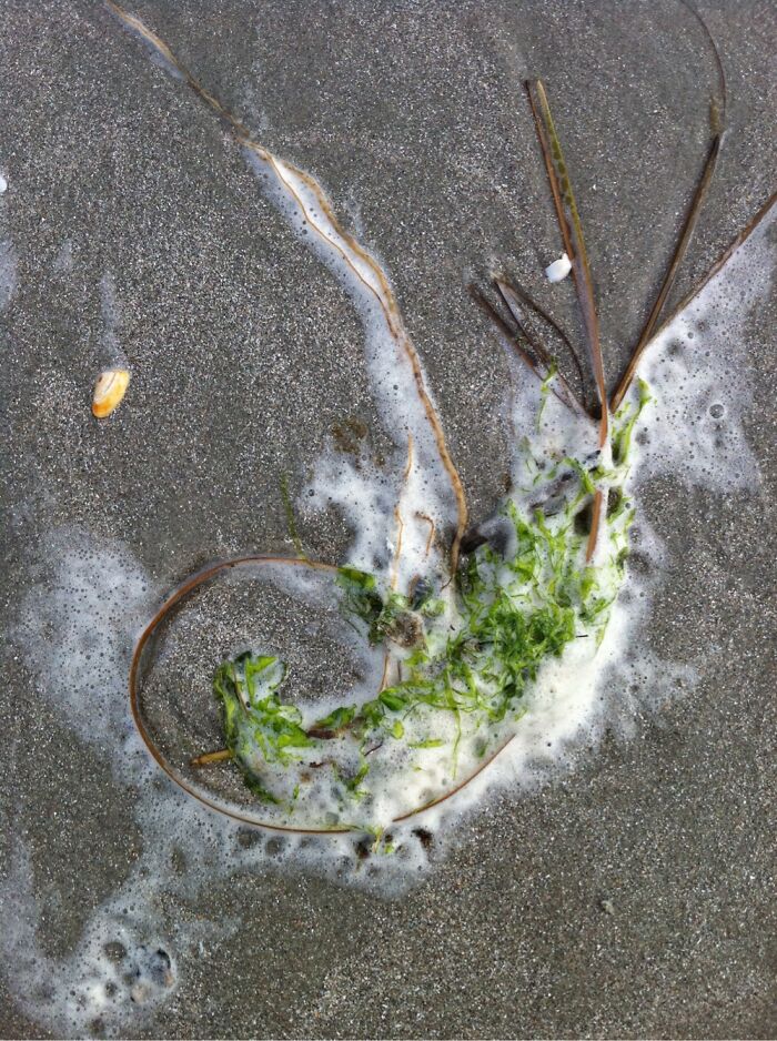 Taken Walking On The Beach At Pawleys Island.