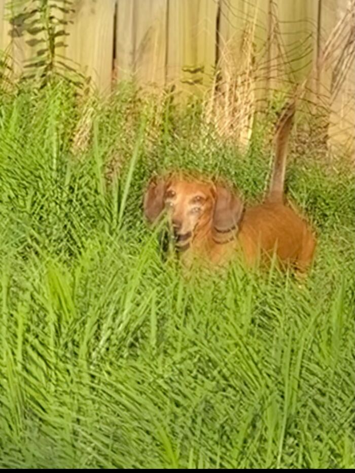 A Perfectly Timed Picture Of My Dog That Im Never Getting Rid Of. It Goin To My Grandkids :d