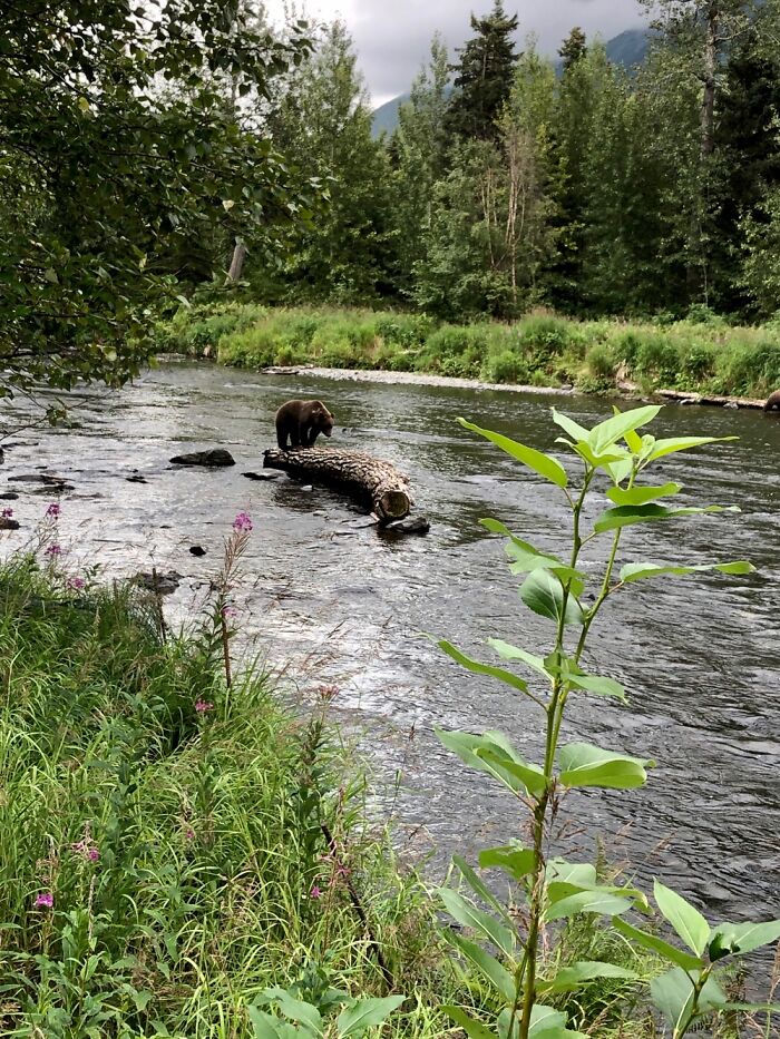 Alaskan Bear On A Cloudy Day.