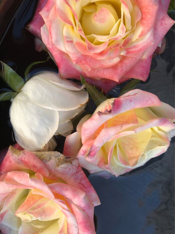 Roses In San Miguel De Allende, Guanajuato, Mexico