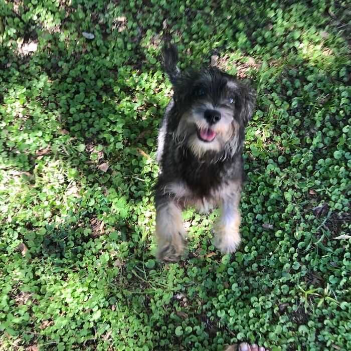 Bella In Mid Air Just After Adoption 🐾❤️🐾