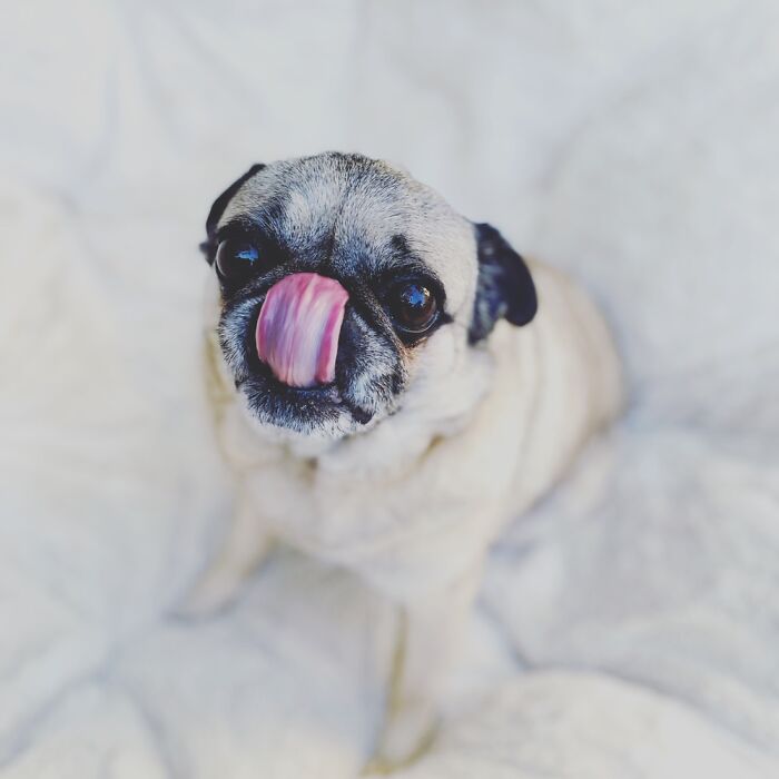 Glynda The Good Pug Has Many Talents