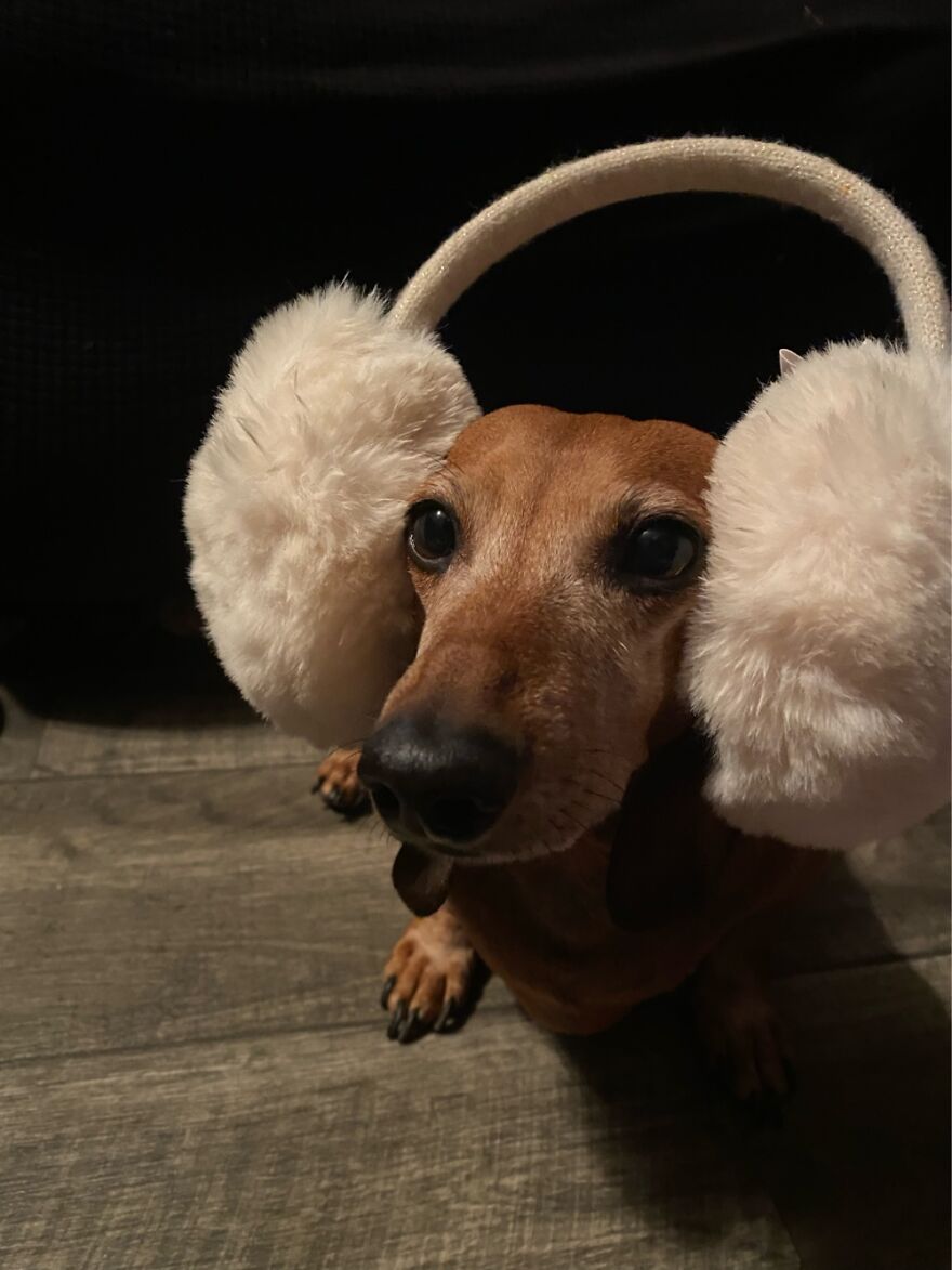 Earmuff Puppy Earmuff Puppy