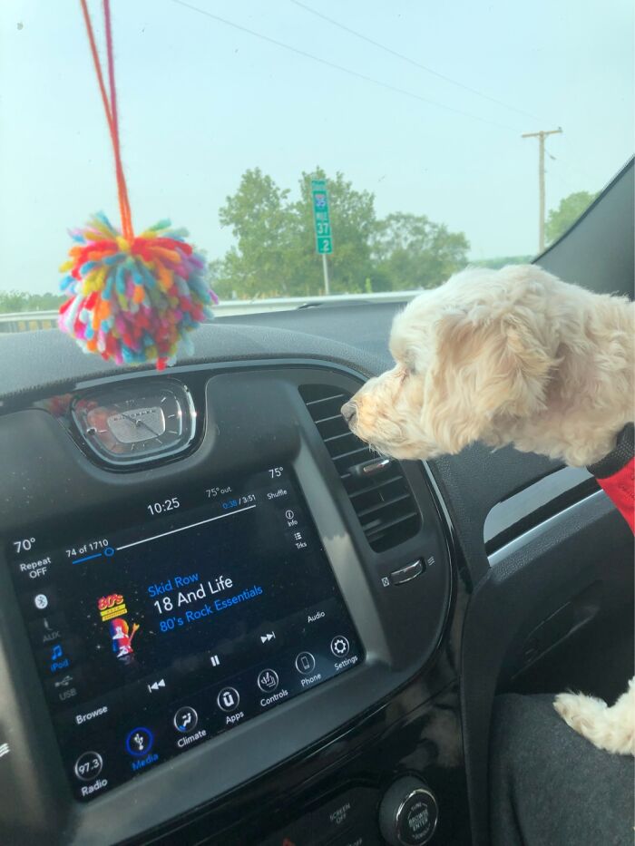 We Wouldn’t Roll Down The Windows So He Has His Face In Front Of The A/C Vent.