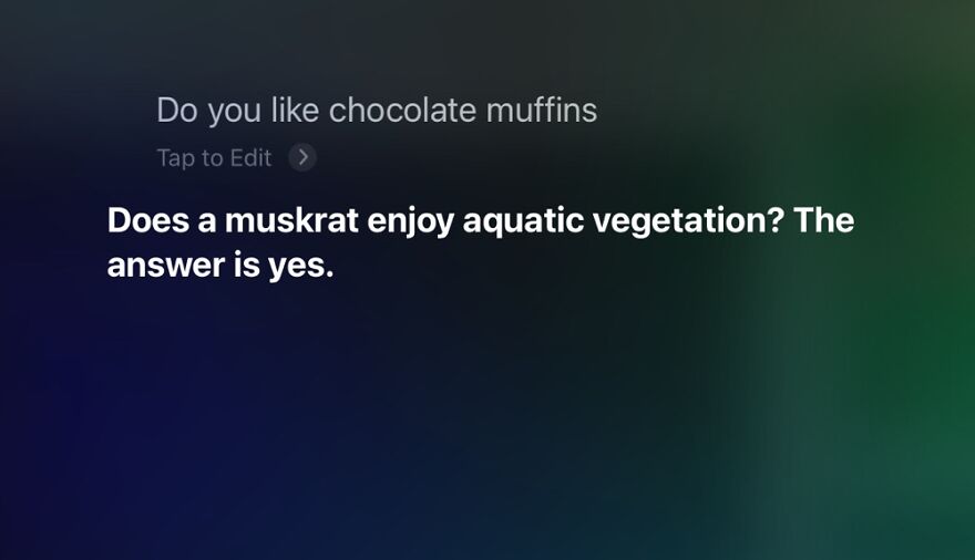 23 Funny Replies Siri Has Given Me To My Queries... 23 Funny Replies Siri Has Given Me To My Queries...