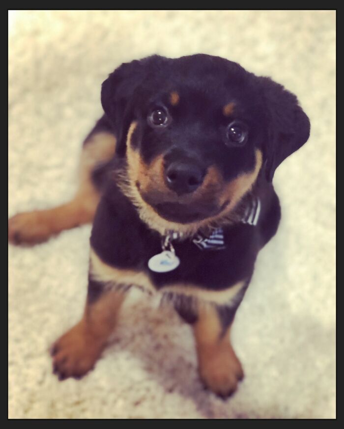 “I Look Like This At You And You Give Treat! Right?”