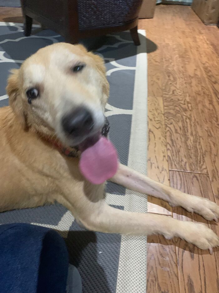 1st Ever Photo Of Our Newly Adopted Dog…nailed It!