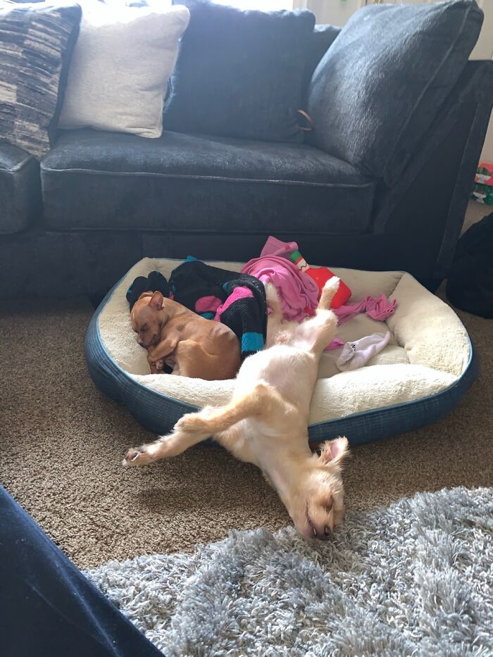 My Pups After A Long Walk 🥰