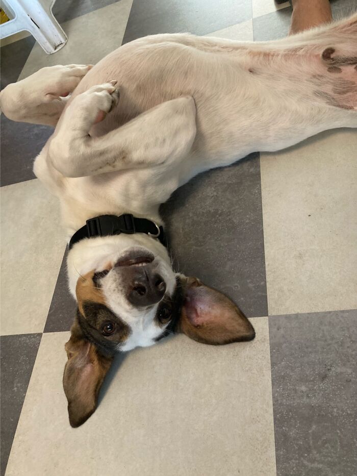 My Greek Rescue Orange Sometime Has An Error.