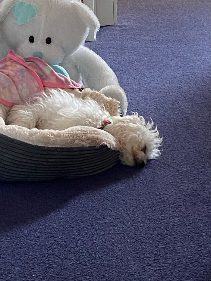 Leave Me Alone. I’m Comfortable! 😝