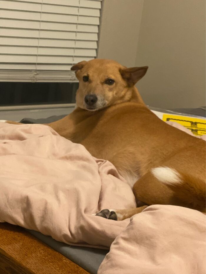 My Super Sassy And Never Here For Any Bulls*it Pup! She Is The Best Thing Ever!