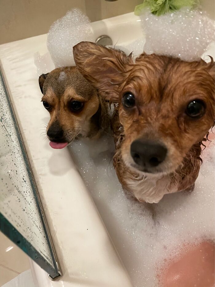 Bubble Hat + Blep For The Win