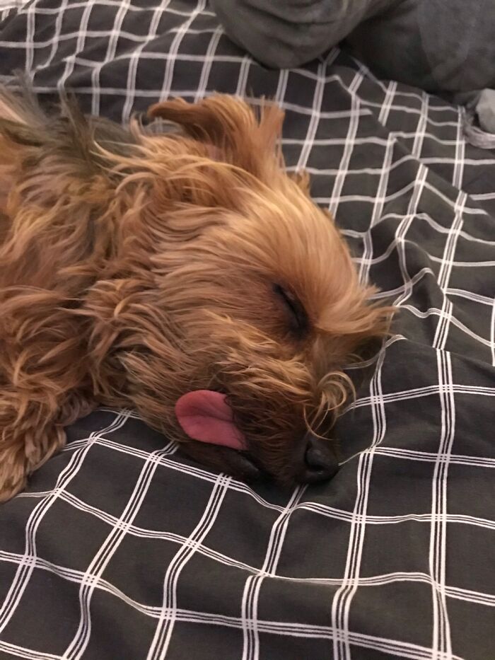 He’s Toothless, So His Tongue Is Always Hanging Out