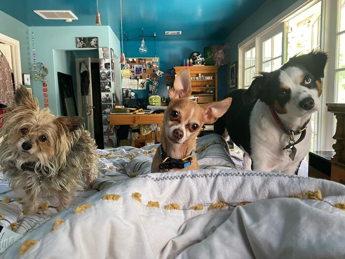 What Happens When I Try To Eat Breakfast In Bed