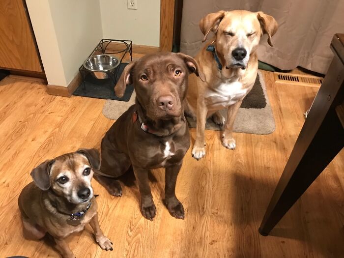 Got A New Dog, Guess Who’s Not Happy?